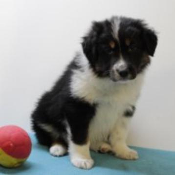 Berger Australien (Noir Trico) mâles à vendre (belges), Commerçant, Chien (mâle), Autres races, Belgique