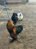 Goudpatrijs Brahma haan, Dieren en Toebehoren, Pluimvee, Kip