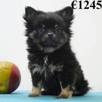 Pomchi - chiots Belges à vendre disponible aux enchères