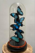 Taxidermie antieke stolp met blauwe Morpho/papilio vlinders, Verzamelen, Ophalen, Zo goed als nieuw