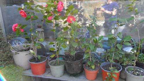 Tuin planten  camellia ; bramen  notelaar,  irissen  etc., Tuin en Terras, Planten | Tuinplanten, Ophalen of Verzenden