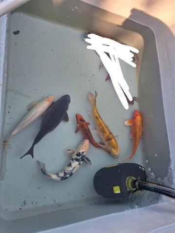 5 kois + 1 karper, Dieren en Toebehoren