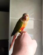 Superbe conure molinae ananas mâle  apprivoisé, Animaux & Accessoires, Mâle, Perruche, Domestique