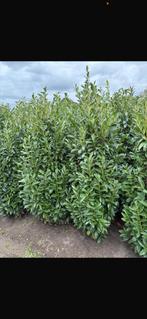 Prunus laur. Genolia, Tuin en Terras, Planten | Struiken en Hagen, Ophalen, Haag