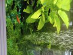 aquarium vissen, Vis, Zoetwatervis, Schoolvis