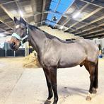 Scheren van paarden/pony/veulen