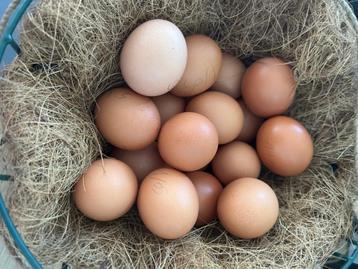 Œufs de poules, Divers, Enlèvement ou Envoi