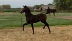 Pouliches de Le Formidable X Desperado, Cheval de dressage, Avec pedigree, Ne s'applique pas, 0 à 2 ans