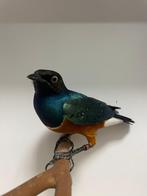 1-1 driekleur glansspreeuw ( in nll ), Dieren en Toebehoren, Vogels | Overige Vogels, Meerdere dieren, Tropenvogel, Geringd