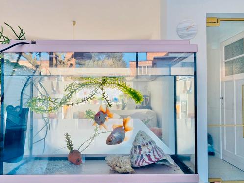 Mooi aquarium met 2 vissen+filter + toebehoren, Dieren en Toebehoren, Vissen | Aquaria en Toebehoren, Zo goed als nieuw, Ophalen