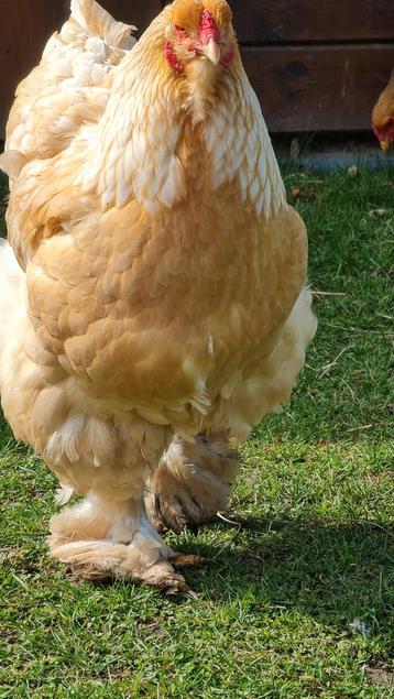 KOOPJE:  40 broedeieren brahma lemon pyle beschikbaar voor biedingen