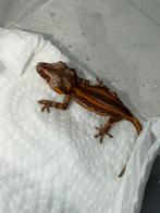 Gargoyle red stripe, Dieren en Toebehoren, Tam, 0 tot 2 jaar