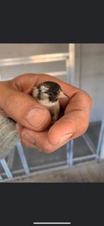 Parva (face noire) (black face ), Dieren en Toebehoren, Vogels | Overige Vogels