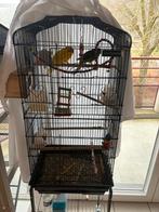 2 Kakariki + cage a vendre, Enlèvement, Comme neuf
