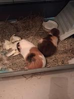 2lieve aanhankelijke mannetjes cavia's, Animaux & Accessoires, Rongeurs, Mâle, Domestique, Avril, Cobaye