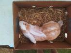 Duitse reus, Dieren en Toebehoren, Konijnen