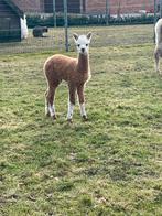 Alpaca Hengstje