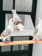 Vlaamse smierels, Animaux & Accessoires, Oiseaux | Pigeons