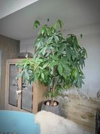 Grote geldboom of watercacao, Ophalen, Overige soorten, Halfschaduw, 150 tot 200 cm