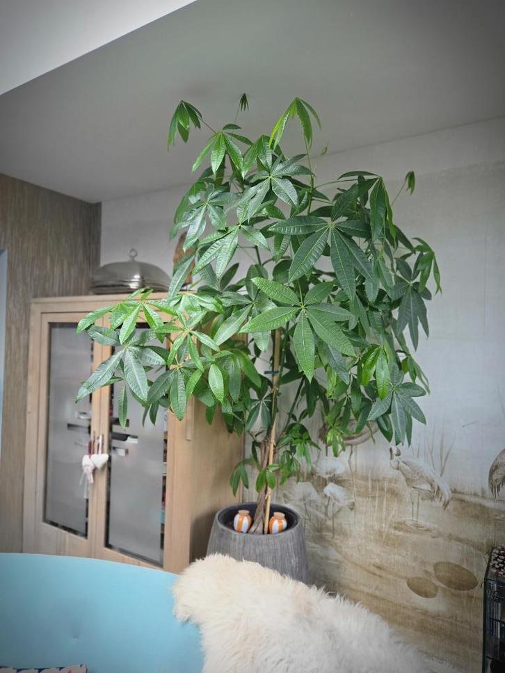 Grote geldboom of watercacao, Huis en Inrichting, Kamerplanten, Overige soorten, 150 tot 200 cm, Groene kamerplant, Halfschaduw