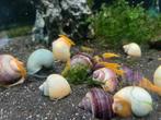 Hobbyaquarium Appelslakken paars/blauw/wit/geel, Escargot ou Mollusque, Poisson d'eau douce