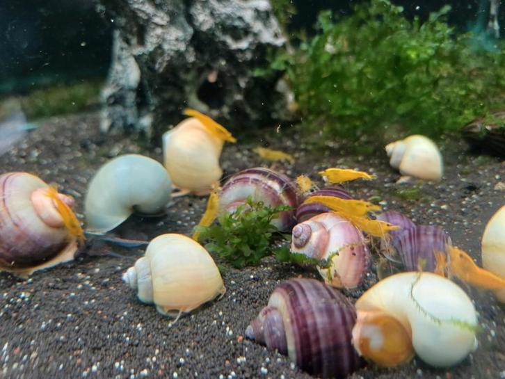 Hobbyaquarium Appelslakken paars/blauw/wit/geel, Animaux & Accessoires, Poissons | Poissons d'aquarium, Poisson d'eau douce, Escargot ou Mollusque