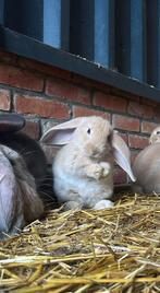 Franse Hangoren ram, Dieren en Toebehoren, Konijnen, Hangoor