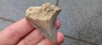 Megalodon haaientand uit Indonesie fossiel, Verzamelen, Mineralen en Fossielen, Ophalen of Verzenden, Fossiel