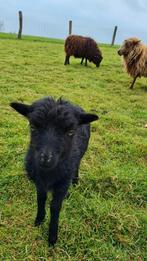 Agneaux noirs d'Ouessant (avec pedigree), Mouton, Mâle, 0 à 2 ans
