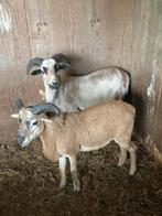 Chèvres du Cameroun, Mouton, Mâle, 0 à 2 ans