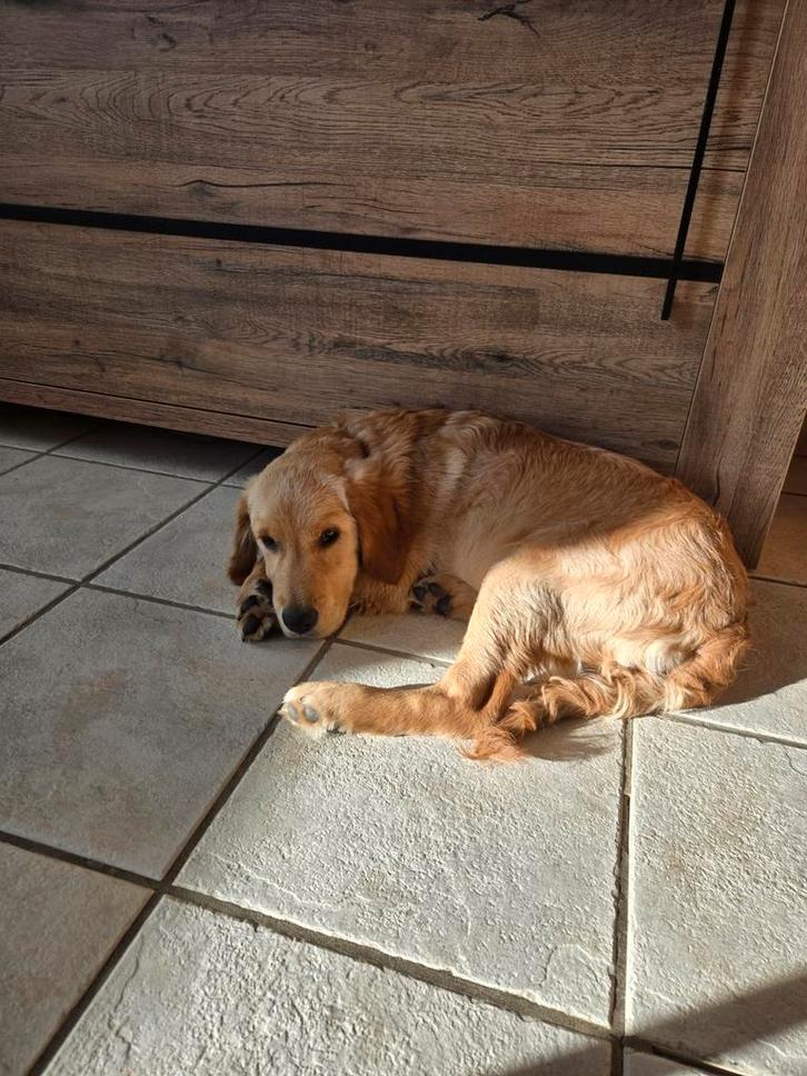 Pet Sitter, Divers, Divers Autre, Enlèvement