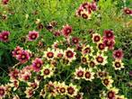 Coreopsis 'Redshift', Zomer, Vaste plant, Ophalen of Verzenden, Overige soorten