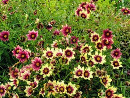 Coreopsis 'Redshift', Jardin & Terrasse, Plantes | Jardin, Plante fixe, Autres espèces, Plein soleil, Été, Enlèvement ou Envoi