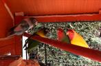 4 agapornissen te koop, Dieren en Toebehoren