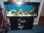 aquarium Juwel rio 240 + 10 cichlidés + meuble, Dieren en Toebehoren, Ophalen, Gebruikt, Gevuld zoetwateraquarium