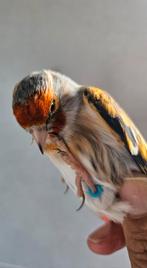 Métiss de chardo, Dieren en Toebehoren, Vogels | Kanaries