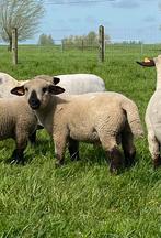 Top Hampshire Down ramlam te koop (Belgisch stamboek), Animaux & Accessoires, Moutons, Chèvres & Cochons, Mouton, Mâle, 0 à 2 ans