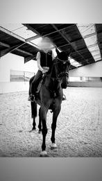 Paard, Met stamboom, Springpaard, 175 cm of meer, Ruin
