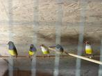 Gouldamadines