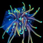 Dark hellfire euphyllia, Dieren en Toebehoren, Ophalen, Zo goed als nieuw, Plant(en), Steen of Hout