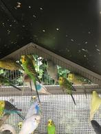 JONGE GRASPARKIETJES NU 10 EURO/STUK, Dieren en Toebehoren, Vogels | Parkieten en Papegaaien, Meerdere dieren, Parkiet, Tam