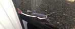 Redtail catfish, Dieren en Toebehoren, Vissen | Aquariumvissen