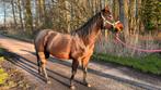 Quarter merrie, Dieren en Toebehoren, Minder dan 160 cm, Zadelmak, Westernpaard, 11 jaar of ouder