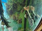 Meerval, Dieren en Toebehoren, Vissen | Aquariumvissen