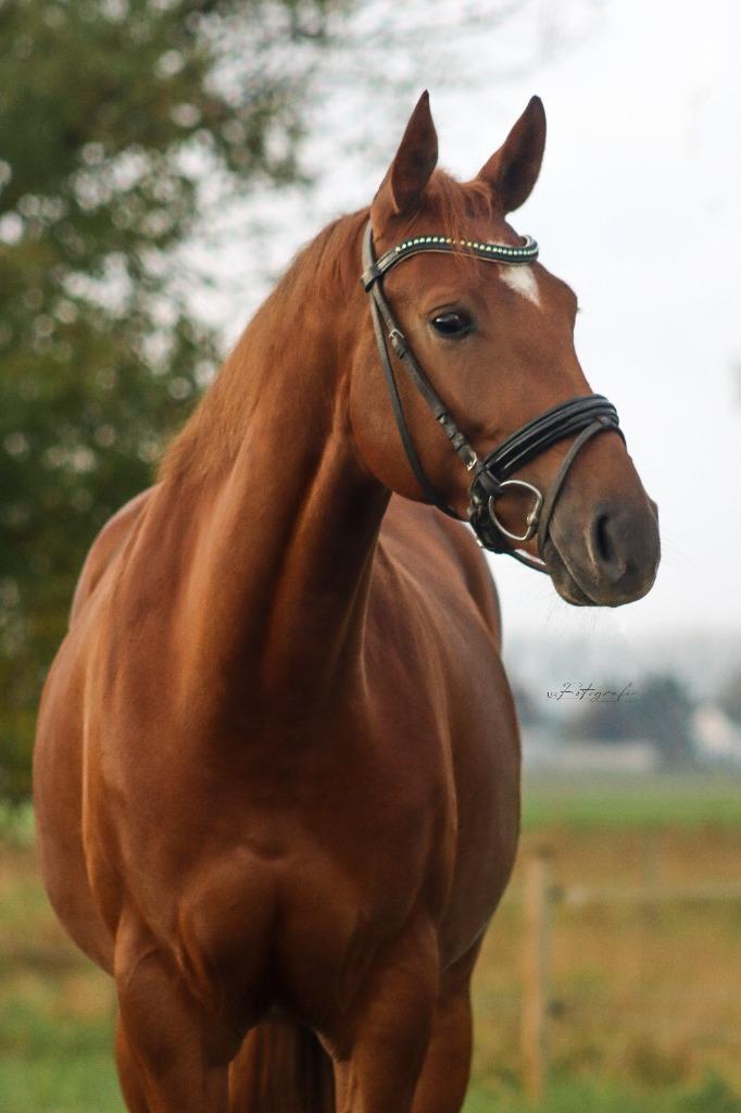 3 jarige fijn te rijden merrie, Dieren en Toebehoren, Paarden, Merrie, Zadelmak, 160 tot 165 cm, 3 tot 6 jaar, Dressuurpaard, Met stamboom