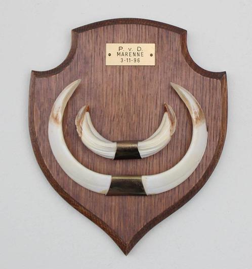 Groot schild tanden EVERZWIJN / WILD ZWIJN - ref. F, Verzamelen, Dierenverzamelingen, Zo goed als nieuw, Overige typen, Wild dier