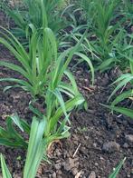 Hemerocallis, Ophalen