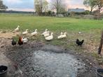Oud hollandse kuifeenden, Dieren en Toebehoren, Pluimvee