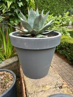 Agave parryi grote gezonde plant incl kunststof bloempot, Tuin en Terras, Ophalen