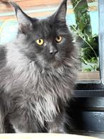 Blue Smoke Maine Coon katertje met stamboom!, Dieren en Toebehoren, Kater, Met stamboom, 0 tot 2 jaar